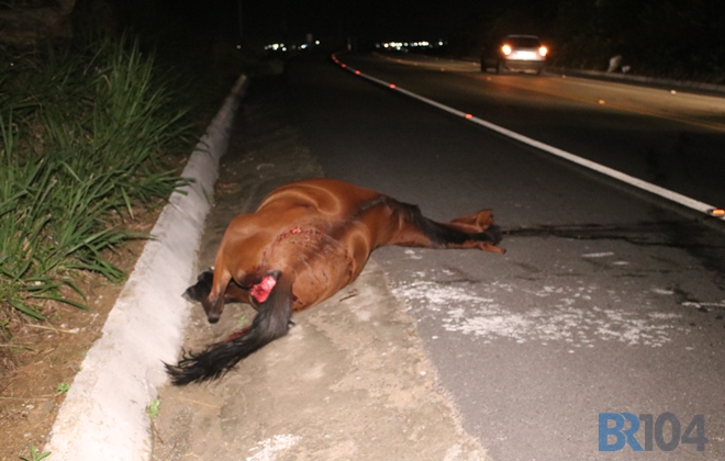 Animais soltos continuam provocando acidentes na BR-104 (Crédito: Gustavo Lopes/BR104)