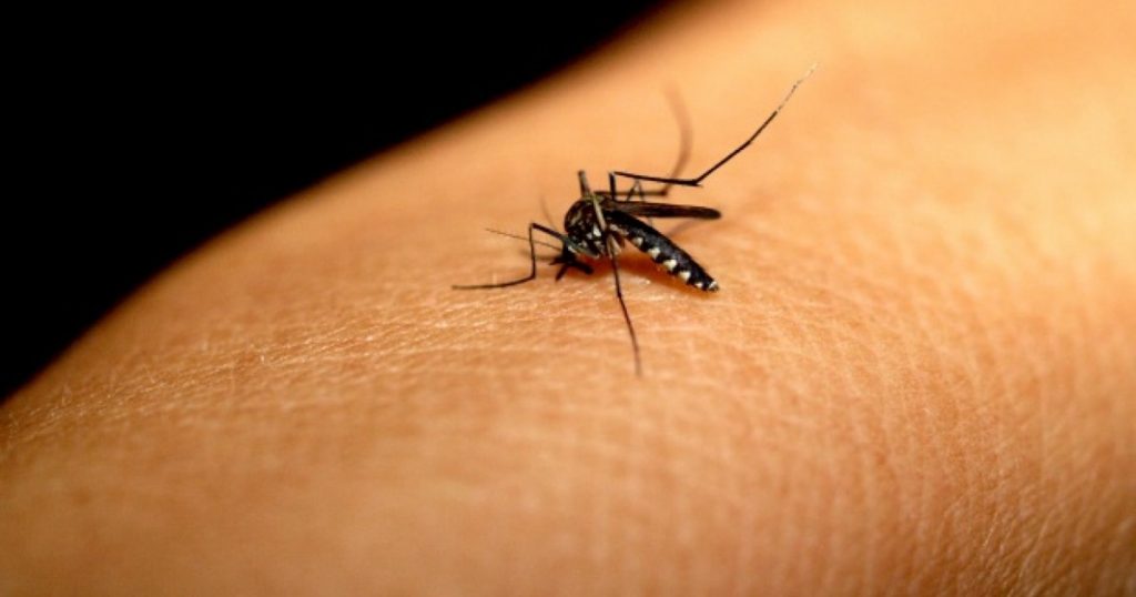 Murici está entre as cidades que estão em situação de risco para Dengue, Zika e Chikungunya