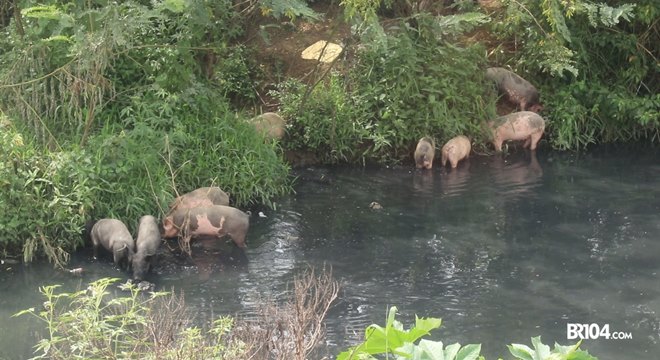 O esgoto que corre a céu aberto e as pocilgas, provocam um mal cheiro que tem tirado o sossego do moradores (Crédito: BR104)