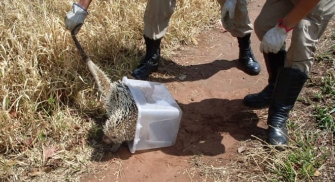 Bombeiros resgatam porco-espinho em cima de residência em União