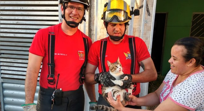 Este foi o 26° resgate de felinos, sendo 12 ocorrências na região metropolitana e 14 no interior (Crédito: CBM/AL)