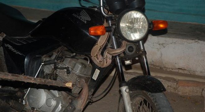 Após a captura, o animal foi devolvido ao seu habitat natural, já que não apresentava ferimentos (Crédito: Ilustração)