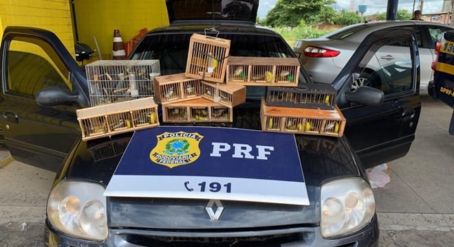 Animais estavam acondicionados em caixas pequenas de madeira (Crédito: Assessoria)