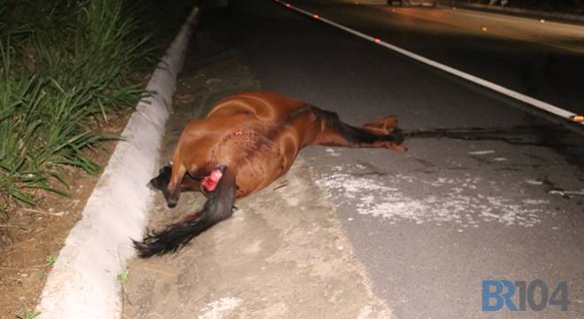 Com o impacto da colisão, o animal morreu na hora e a frente do veículo ficou totalmente danificada; motorista saiu ileso — © Gustavo Lopes/BR104/Arquivo