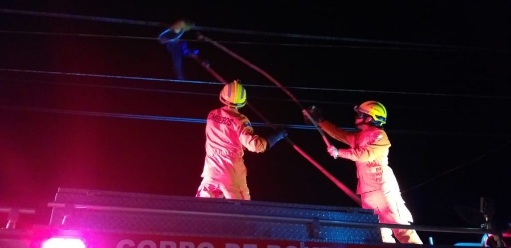 Bombeiros resgatam porco-espinho preso em fios de alta tensão