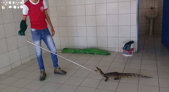 O réptil foi descoberto depois que um funcionário entrou dentro do cômodo e percebeu algo estranho no local — © Cortesia