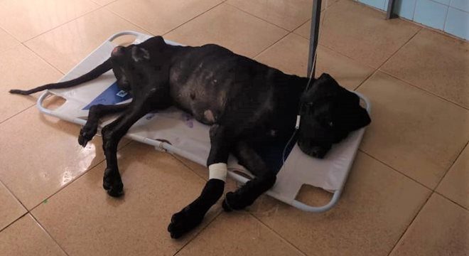 Há 6 meses o cão ficou trancado em residência na cidade de Penedo — © CBM