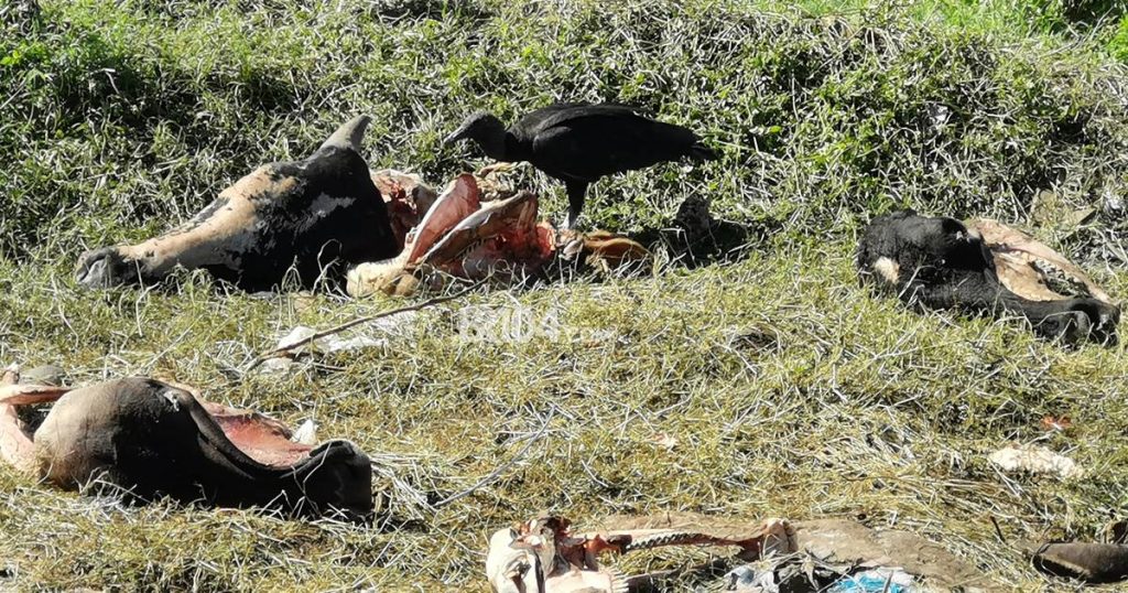 ‘Cemitério’ de carcaças denuncia abate clandestino de animais em União dos Palmares