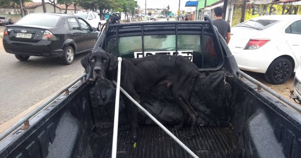 Bombeiros resgatam cachorro com sinais de maus tratos