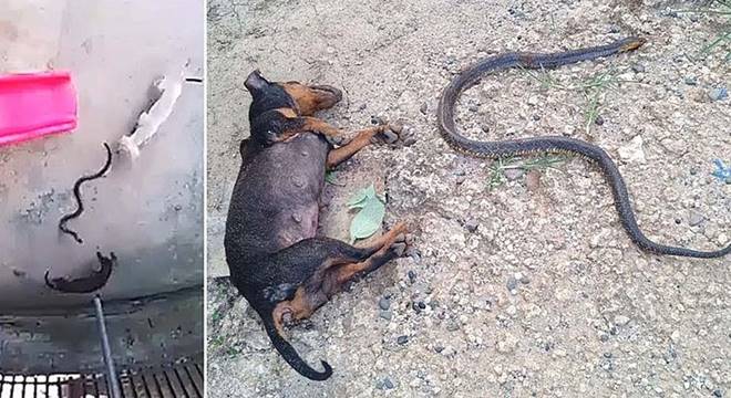 O caso ocorreu em Kidapawan City, nas Filipinas. Um segundo cãozinho estava envolvido na luta e ficou cego devido ao veneno — © Reprodução
