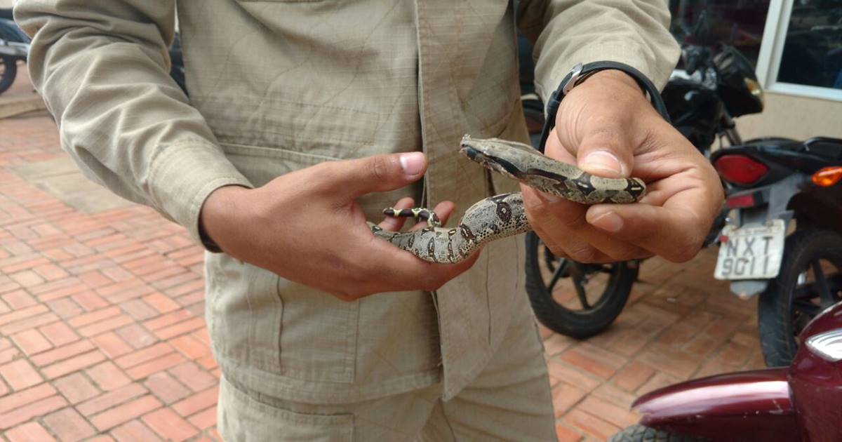 Animal foi localizado por funcionários da unidade de ensino. Após ser capturada, cobra foi levada para uma região de mata — © Ilustração