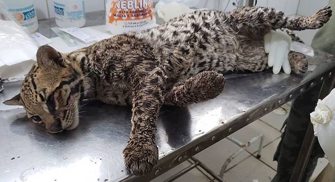 FPI resgata uma jaguatirica, o maior felino encontrado em Alagoas — © Ascom/FPI