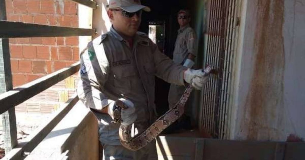 Bombeiros capturam cobra no quintal de residência em União