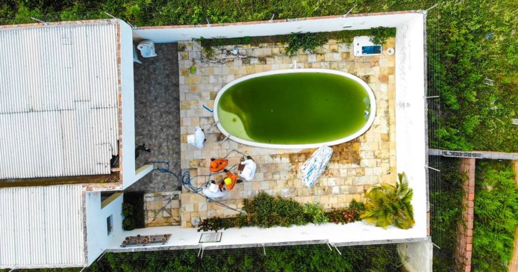 Pedreiro é atacado por abelhas e morre após pular em piscina para se salvar