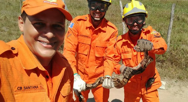Cobra é capturada em garagem de residência em São José da Laje — © Ascom/CBM