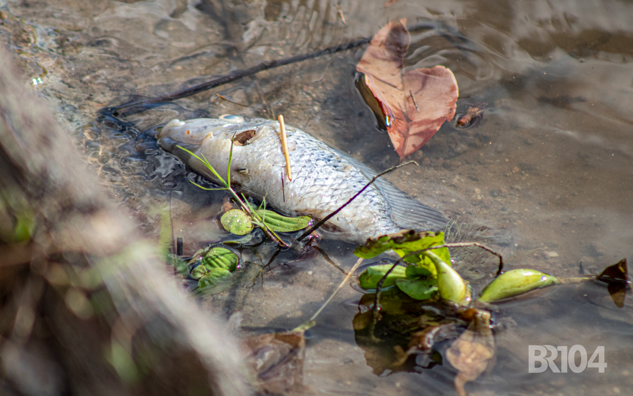 Morte de peixes no Rio Mundaú preocupa pescadores — © Alyson Santos/BR104