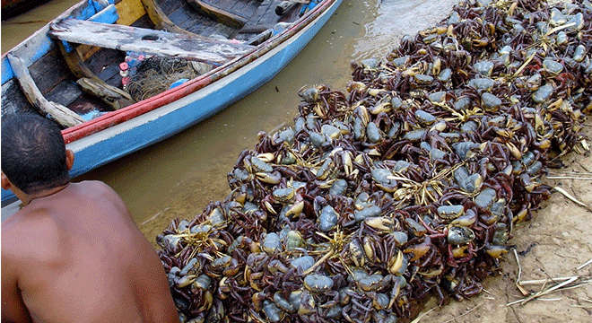 Captura de caranguejo-uçá está proibida em Alagoas — © Reprodução 