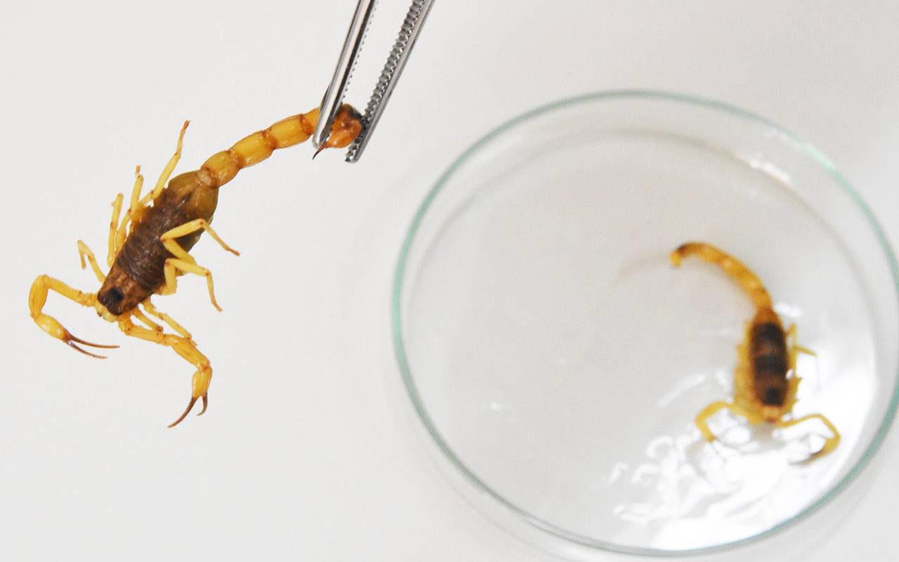 O escorpião amarelo é uma das espécies mais perigosas e se reproduz rapidamente — © AEN