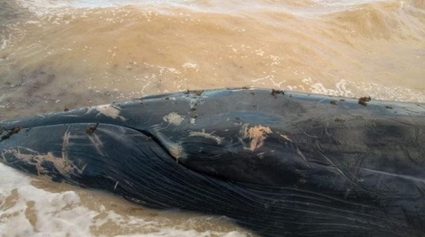 Baleia encalhada em Alagoas - reprodução