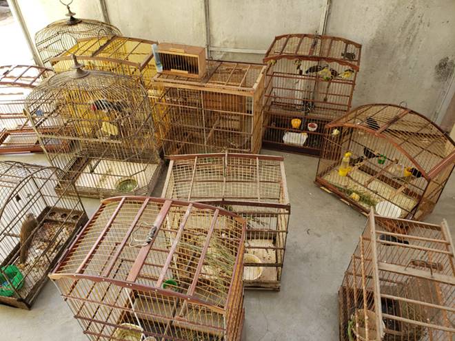 Gaiolas de pássaros recuperadas - Divulgação