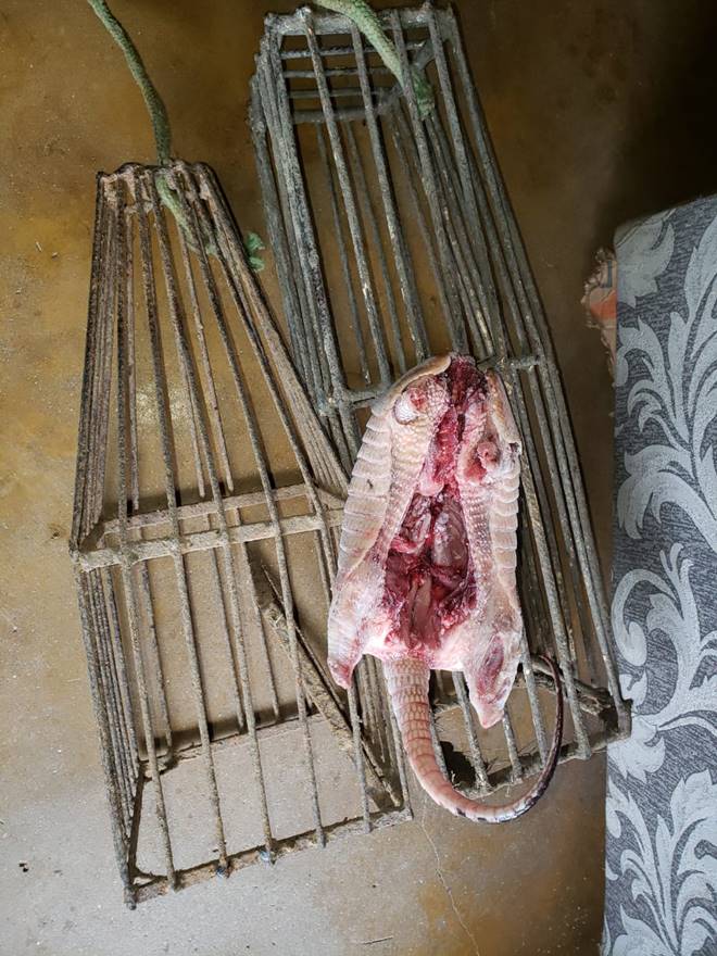 Tatuzeiras com animal abatido - Divulgação