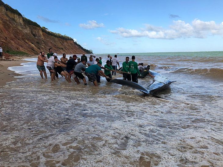 baleia sendo devolvida ao mar, em Alagoas - reprodução