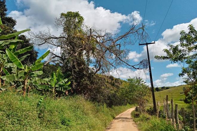Moradores temem queda de árvore em Santana do Mundaú — © Gustavo Lopes/BR104