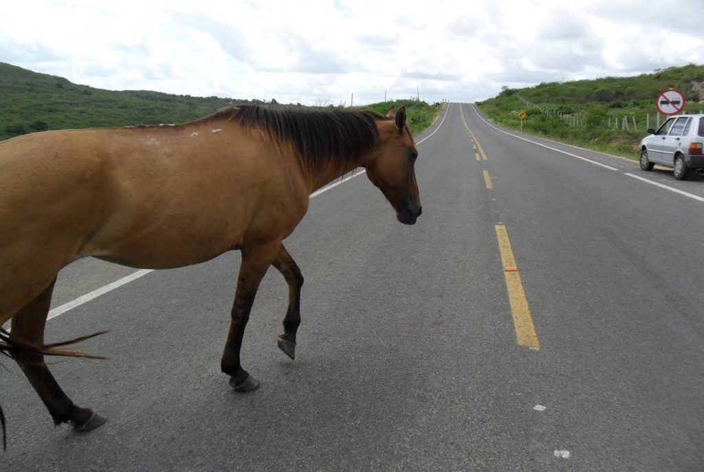 Animais em rodovias federais causaram pelo menos uma morte por mês em Alagoas — © Ilustração
