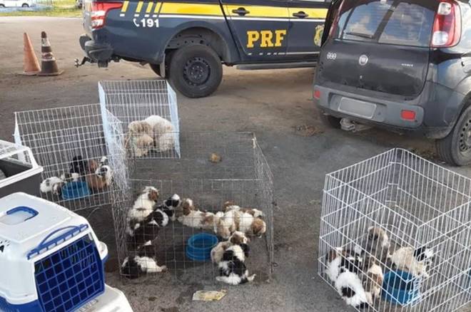 Cães foram resgatados pela PRF — © PRF/SE