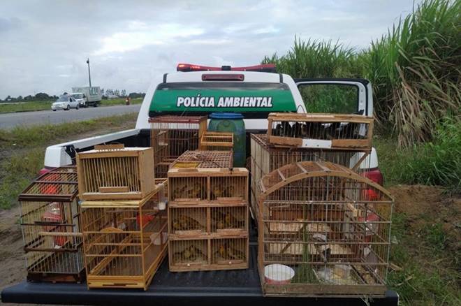 Batalhão Ambiental apreende 55 pássaros silvestres em cativeiro em Murici