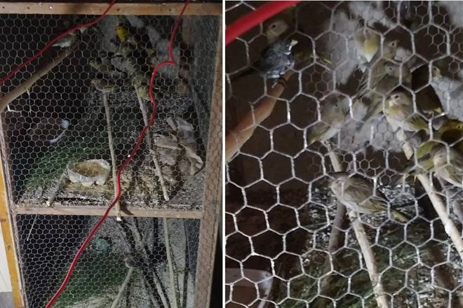 Mais de 50 aves silvestres foram apreendidas pelo BPA em Murici — © BPA