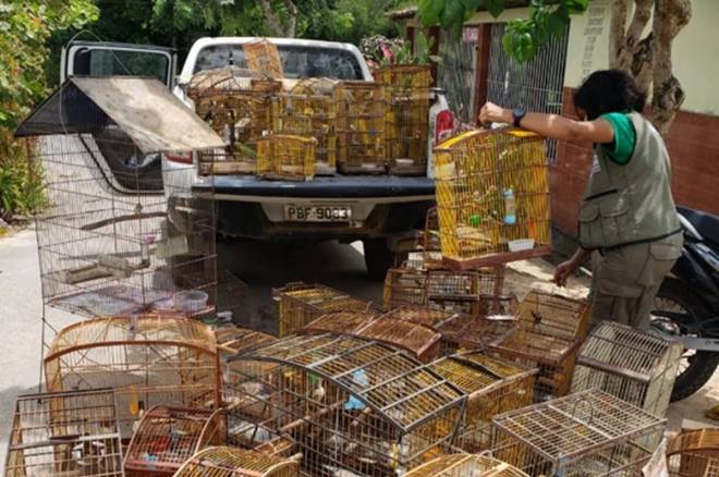 BPA, ICMBio e IMA realizam operação conjunta contra caça ilegal no interior de Alagoas