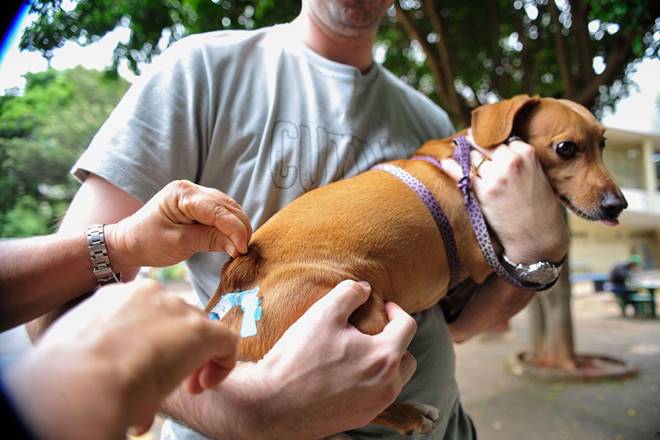 Vacinação contra raiva começa neste sábado (3) em União dos Palmares