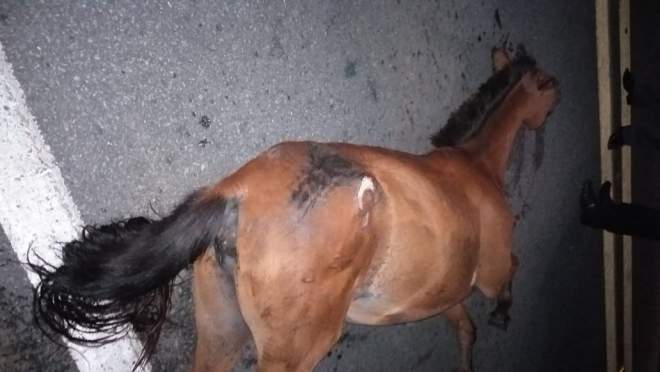 Cavalo morto após provocar acidente