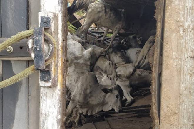 Alguns animais morrem no acidente — © Reprodução