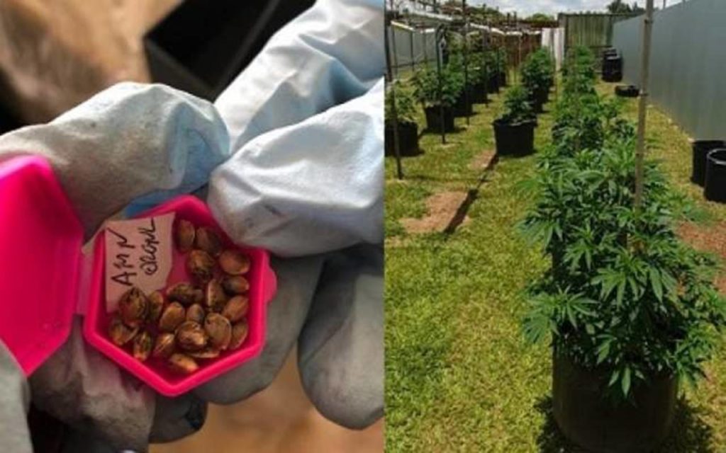 Delegado preso com platação de maconha em casa é exonerado