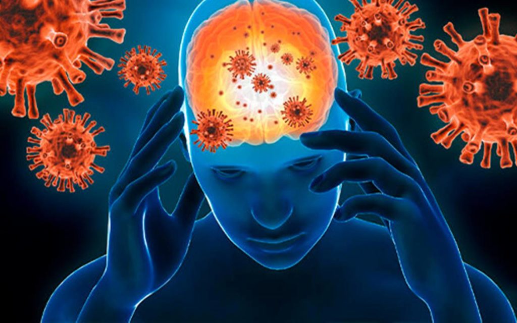 Estudo sobre o coronavírus no cérebro (Reprodução)