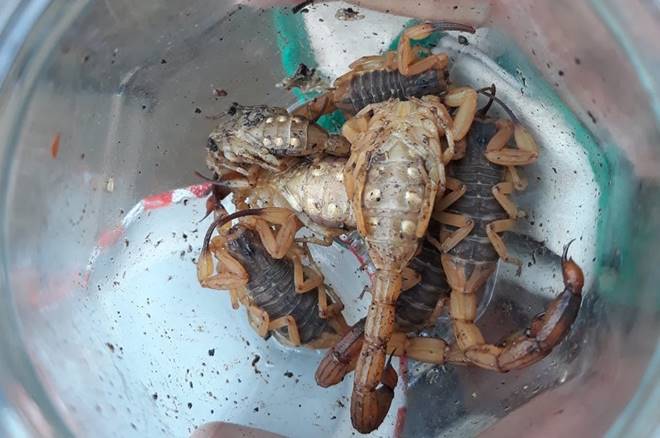 Picadas de escorpião são mais comuns no verão — © Prefeitura de Joinville/Divulgação