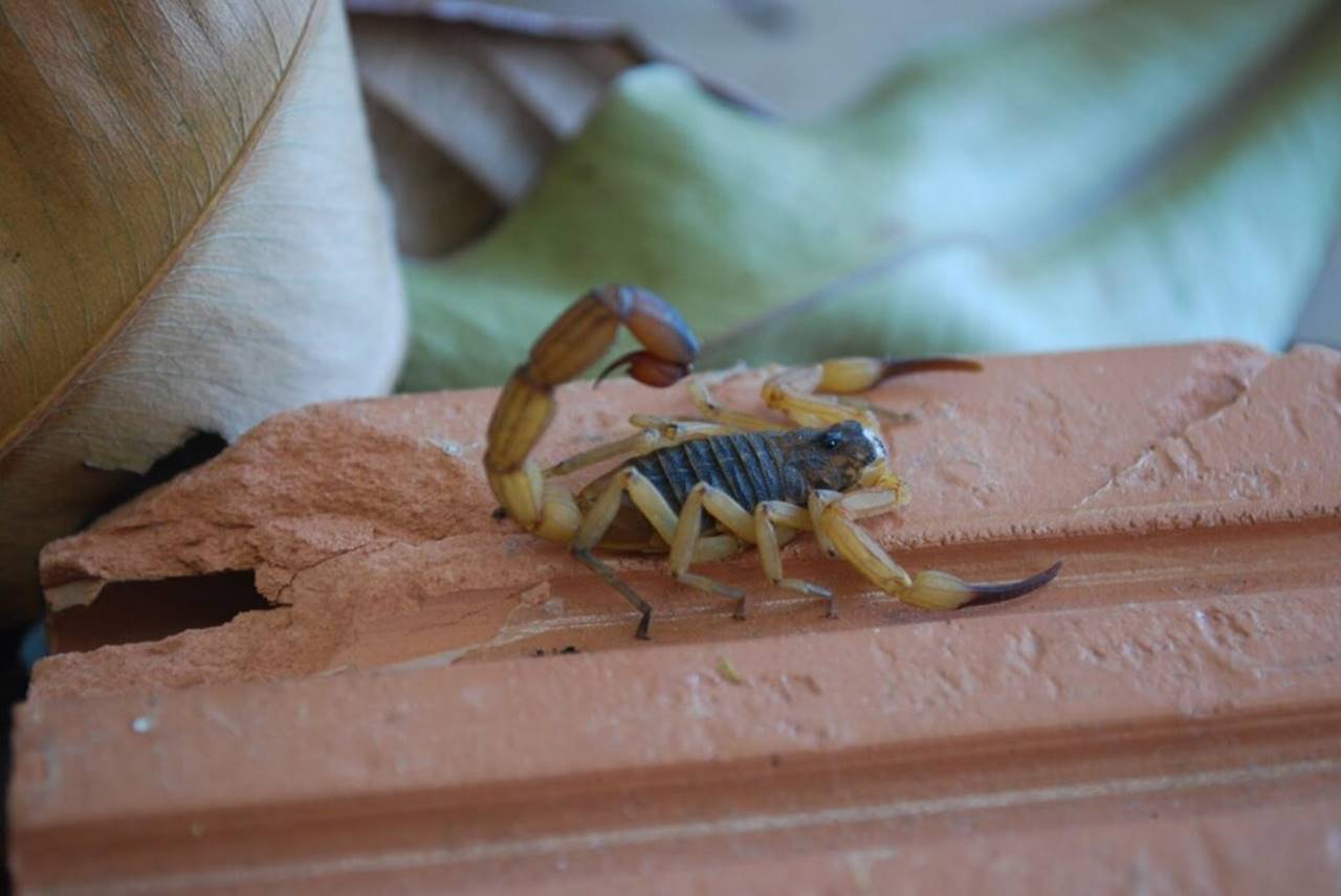 Picadas de escorpião são mais comuns no verão — © Reprodução