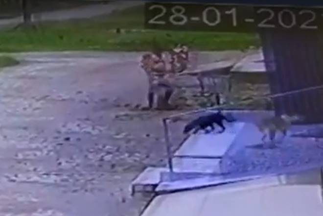 Homem é flagrado agredindo cães em Murici; polícia intimou suspeito
