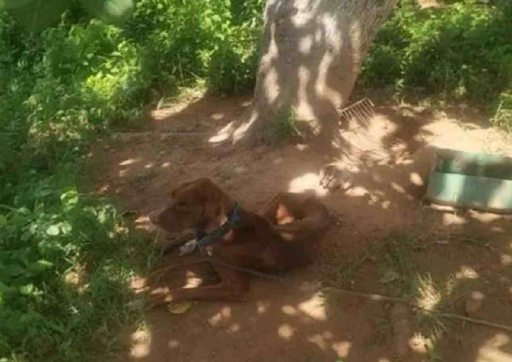 Cachorro é morto com golpes de porrete no interior de Alagoas