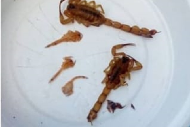 Aprecimento de escorpiões tem preocupado moradores de União dos Palmares — © Reprodução