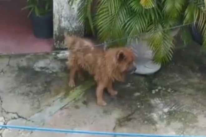 Cachorro maltratado é resgatado de residência em União dos Palmares — © Reprodução/Vídeo