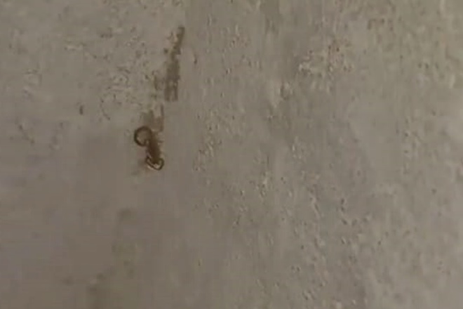 Escorpiões escondem-se em locais escuros e úmidos como frestas, fendas, móveis e roupas — © Reprodução