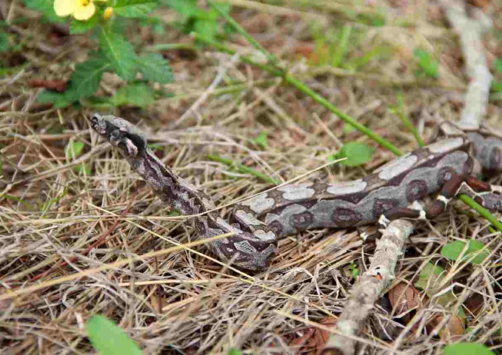 Dia da Caatinga: IMA de Alagoas celebra data com soltura de animais
