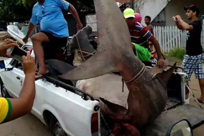 Tubarão-martelo foi capturado por pescadores em praia de Maragogi (AL) — © Reprodução