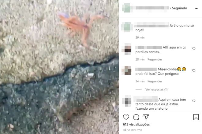 Uma moradora da região capturou em apenas algumas horas, cinco escorpiões — © Reprodução/Instagram