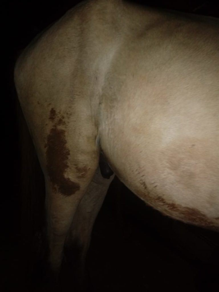 Mulher denuncia menor acusado de furtar e maltratar animal em São José da Laje