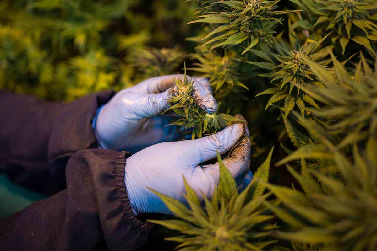 Cultivo da Cannabis para fins medicinais – © Reprodução