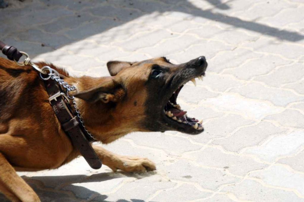 Homem é socorrido após ser atacado por cachorro em União dos Palmares